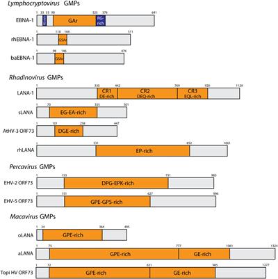 The Critical Role of Genome Maintenance Proteins in Immune Evasion During Gammaherpesvirus Latency